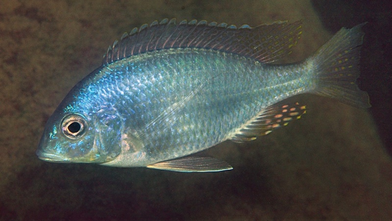 Placidochromis longimanus 'Thumbi East Island'